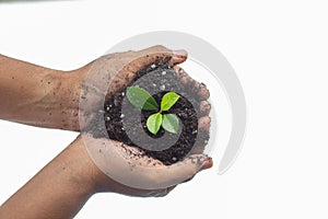 Young girlÃÂ Hands hold protect SmallÃÂ sproutÃÂ tree plant in blackÃÂ soilÃÂ on sunlight white background. AgricultureÃÂ organicÃÂ  photo